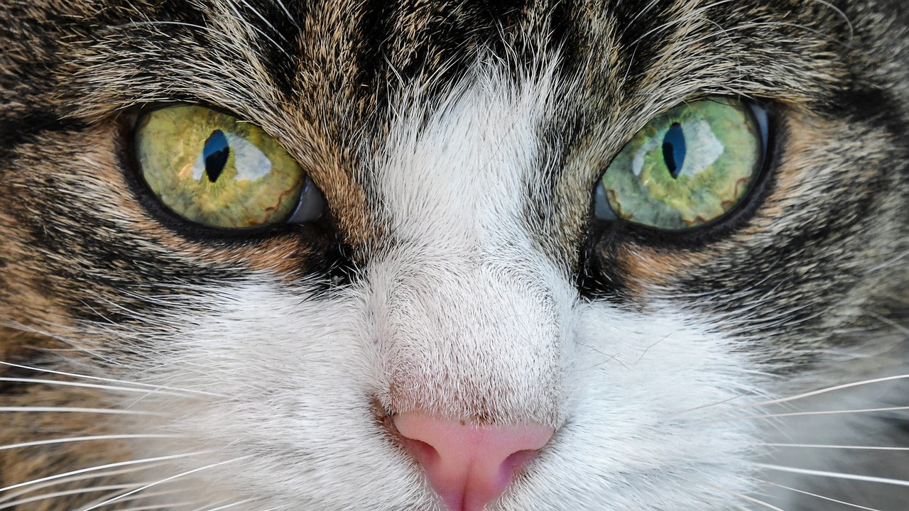 Jak nauczyć dorosłego kota korzystać z kuwety? Szybki poradnik