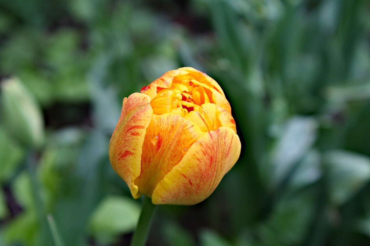 Mydlane Kwiaty: Bukiet Piękna i Praktyczności