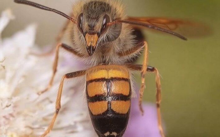 Czy osa ma żądło? Fakty i ciekawostki, które warto znać