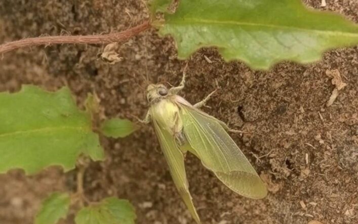 Skuteczne metody zwalczania kwieciaka jabłkowca w sadach
